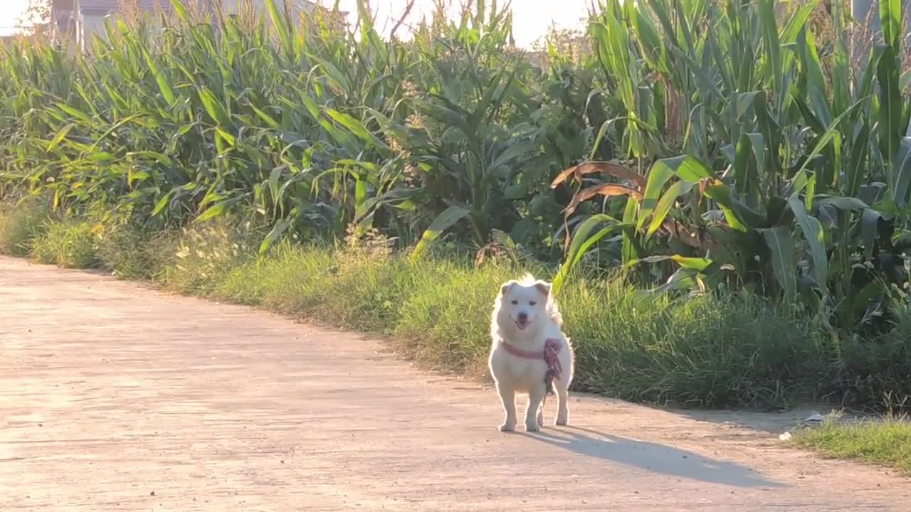 A smiling puppy ran towards me