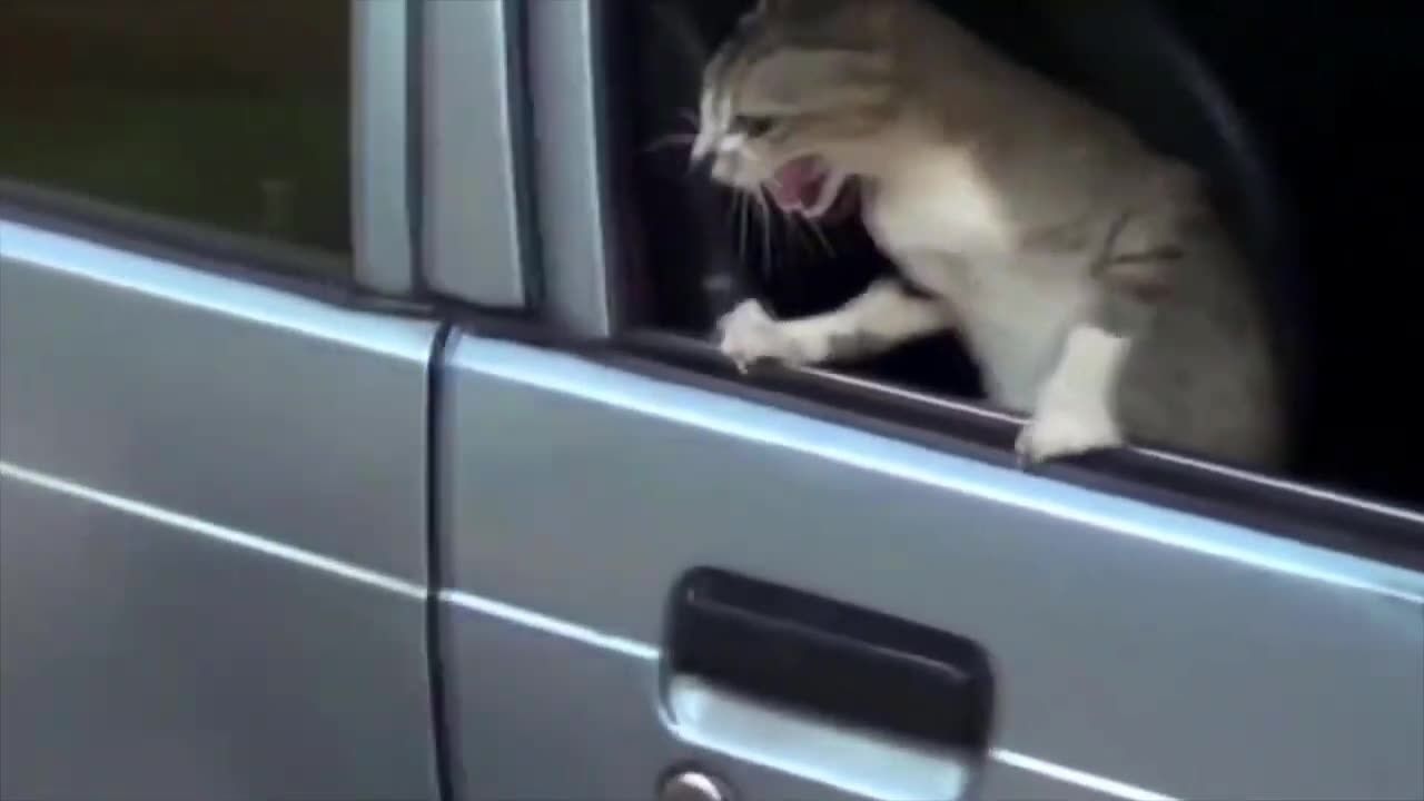 Cats Who Are Extremely Angry! (A compilation)