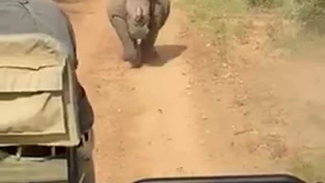 Charging rhino on African safari