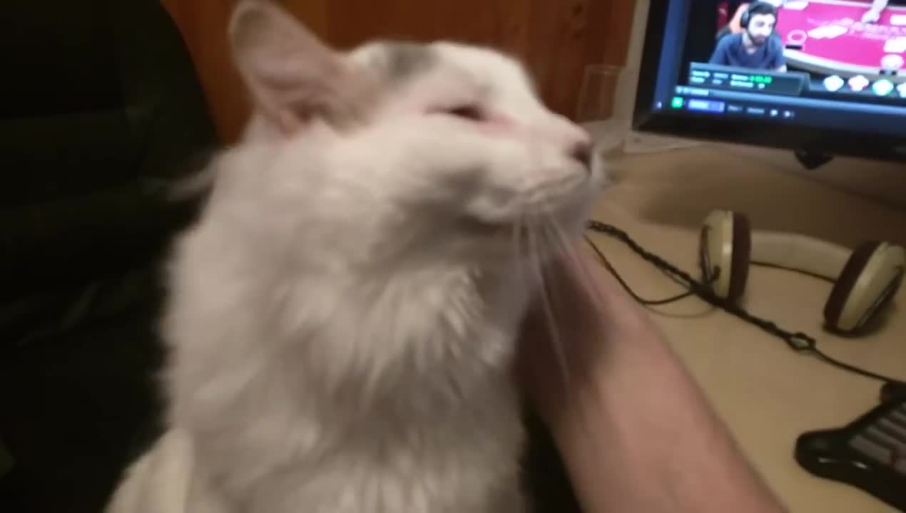 Cat derps out when you hit the spot