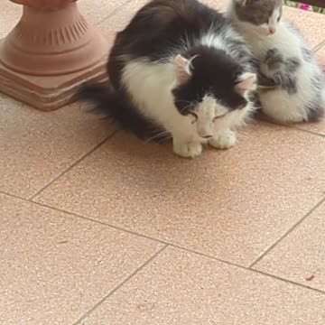 Kitten is looking for cuddles