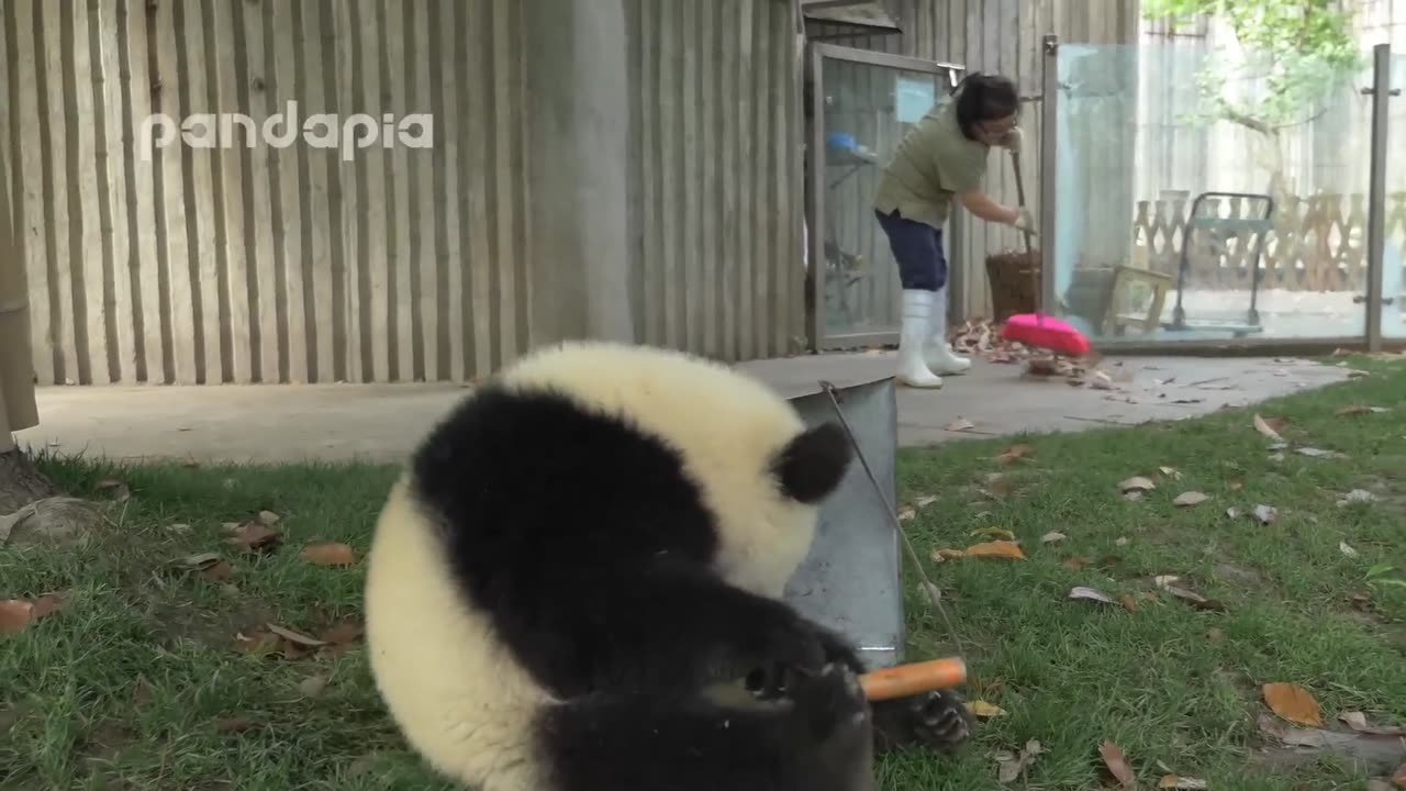 Panda cubs and nanny Mei’s war Ⅱ