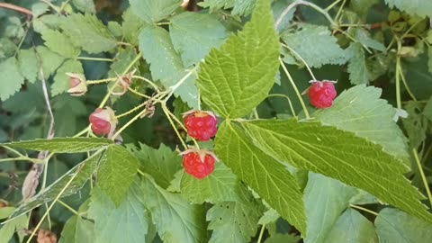 Raspberries