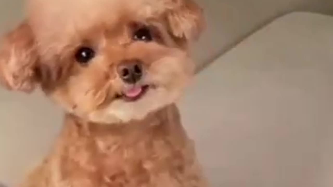 🤣 FUNNY DOGS 🐶 TOP SHORTS CUTEST SUPER PETS |TRY NOT TO LAUGH MOST AMAZING