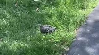 Bird Freed From Pipe