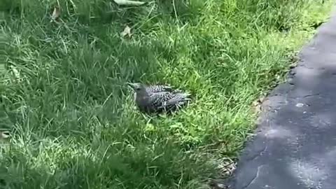 Bird Freed From Pipe