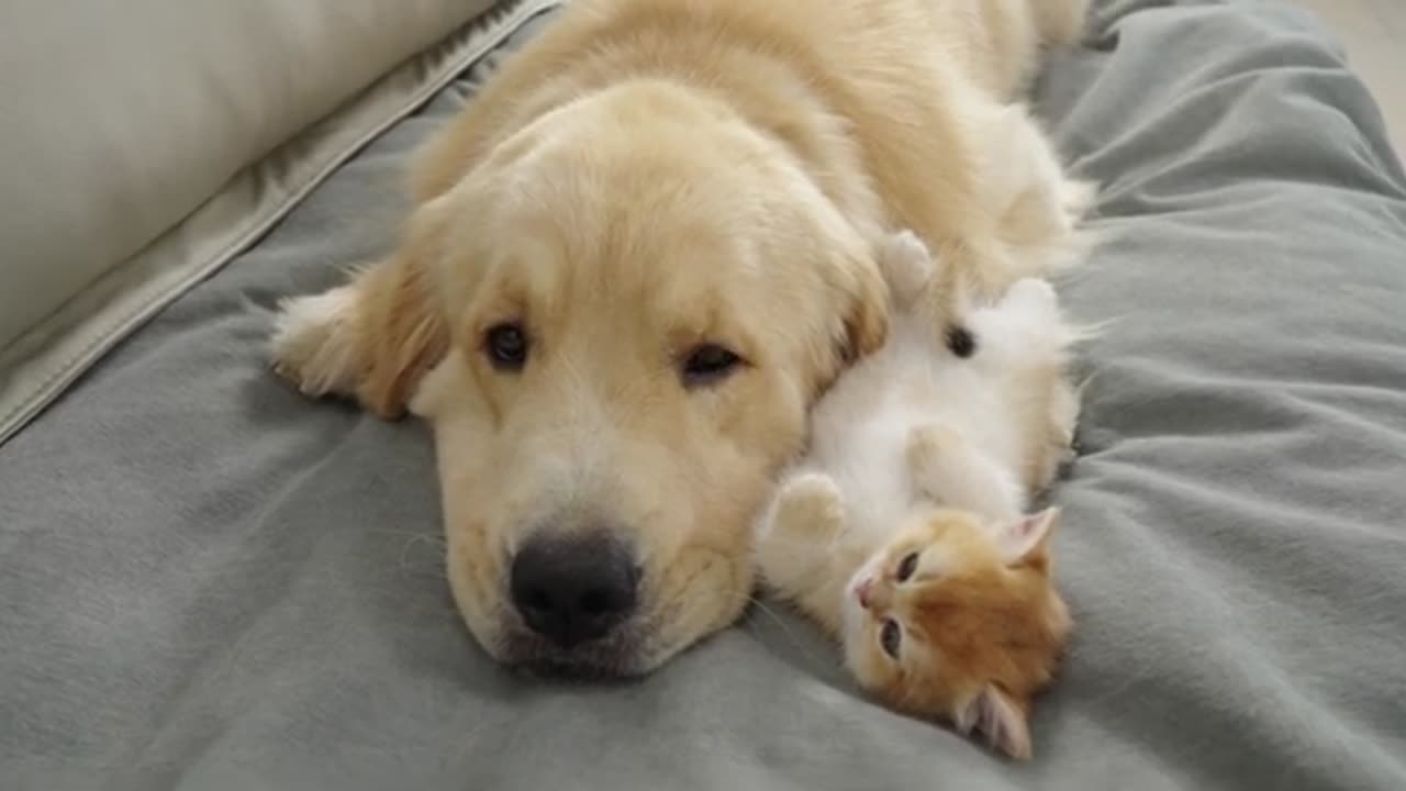 Funny Animal Video #JustforFun #Funny <3 #Cats&Dogs #Cat Video 29