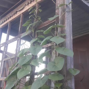 Morning glory has reached the top