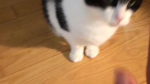 Cat 🐈 in video 🤣