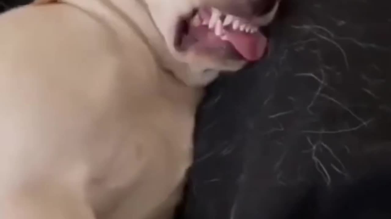 Funny animals and people part 5.