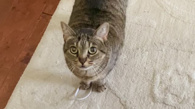 Pesto the Cat Brings Owner Her Emotional Support String