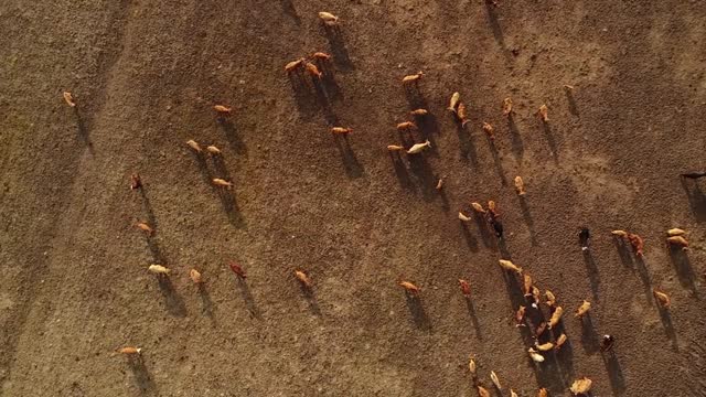 Aerial view of cattle grazing in the field at sunset at the island of Vormsi in Estonia