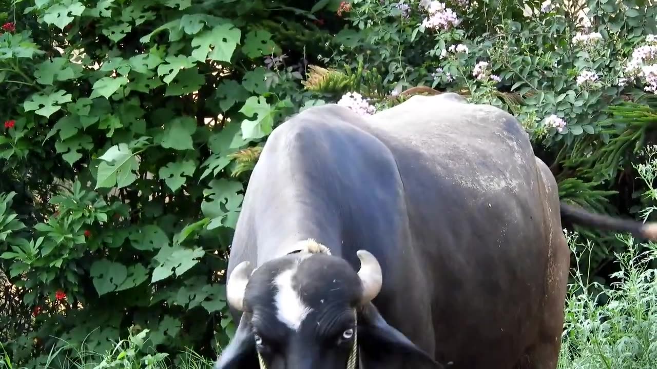 Funny cow 🐄