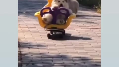 Cute little puppies
