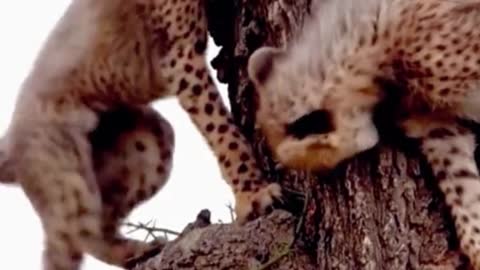 Two leopards climb up the tree to play, but they look a little flustered