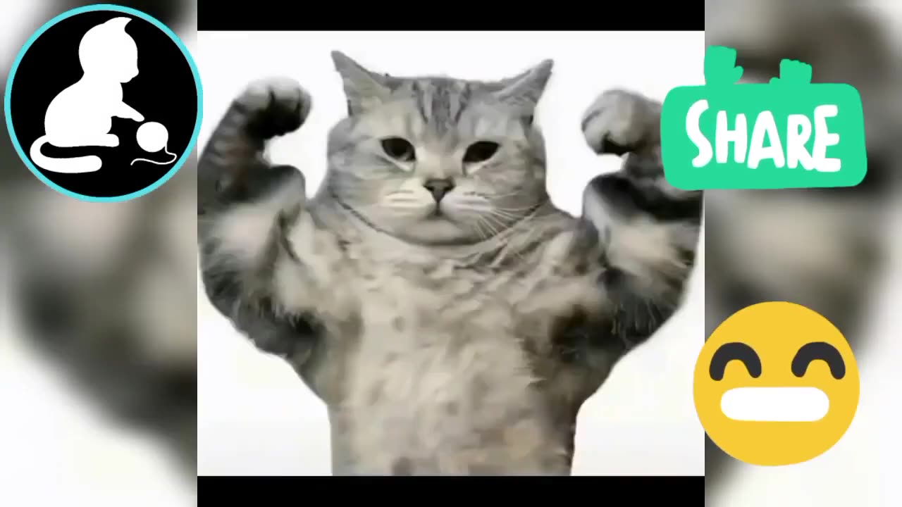 Funny cats always funny