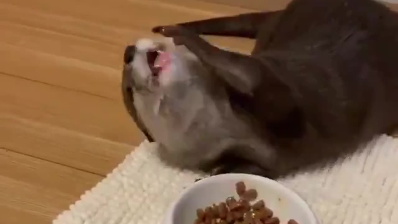 This is the only video that matters on the internet