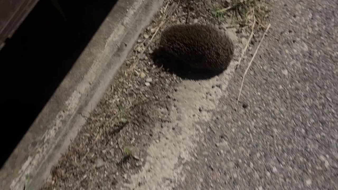 Hedgehog Has A Box On Its Head