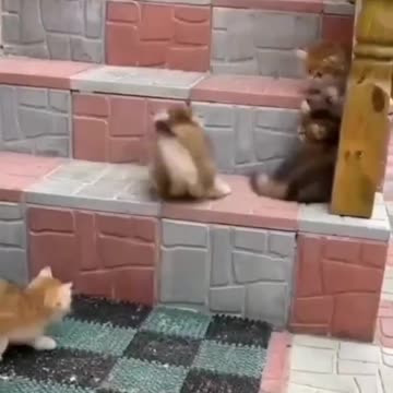 CATS PLAYING ONTO STAIRS...