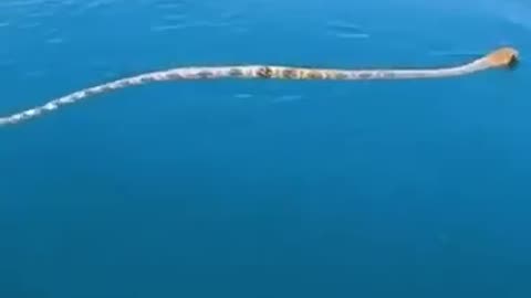 Snake coming to the boat