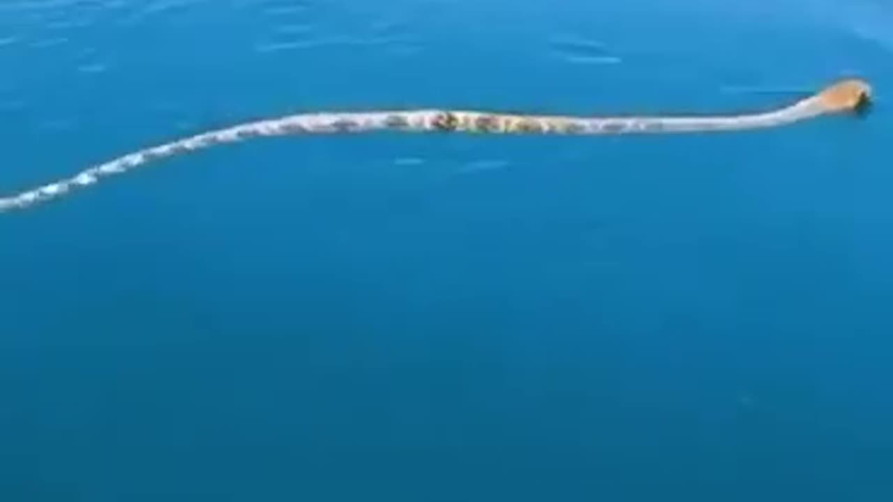 Snake coming to the boat