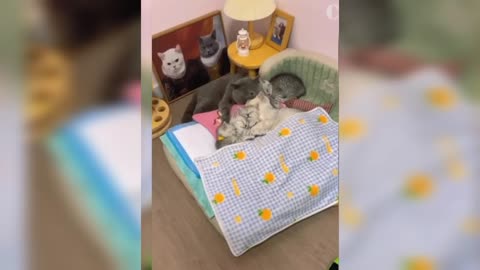Funny pets doing cute things 🤣