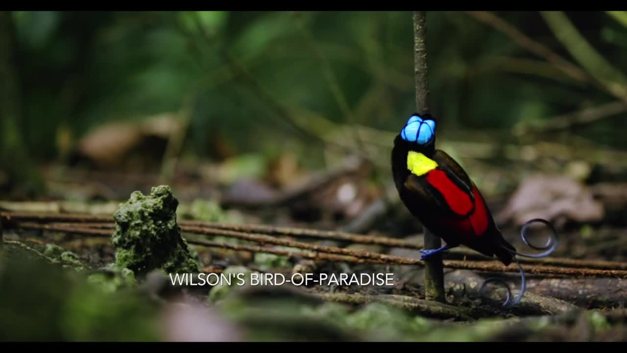 Tanah Papua: A Paradise for Birds