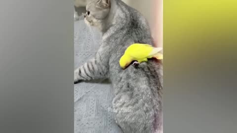 Funny animal video