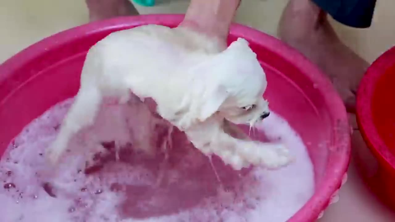 First Cute Pomeranian Puppy Bath _ Funny Dogs Puppies _ Min Puppy