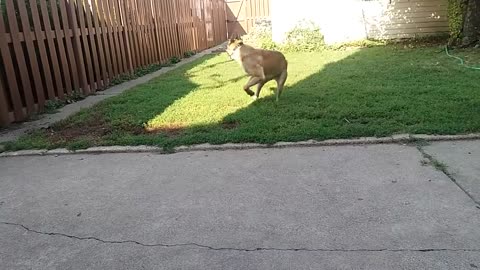 Before You Get A Belgian Malinois- WATCH THIS!!