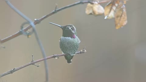 Hummingbird On Branch Under Rain Beautiful Little Hummingbird