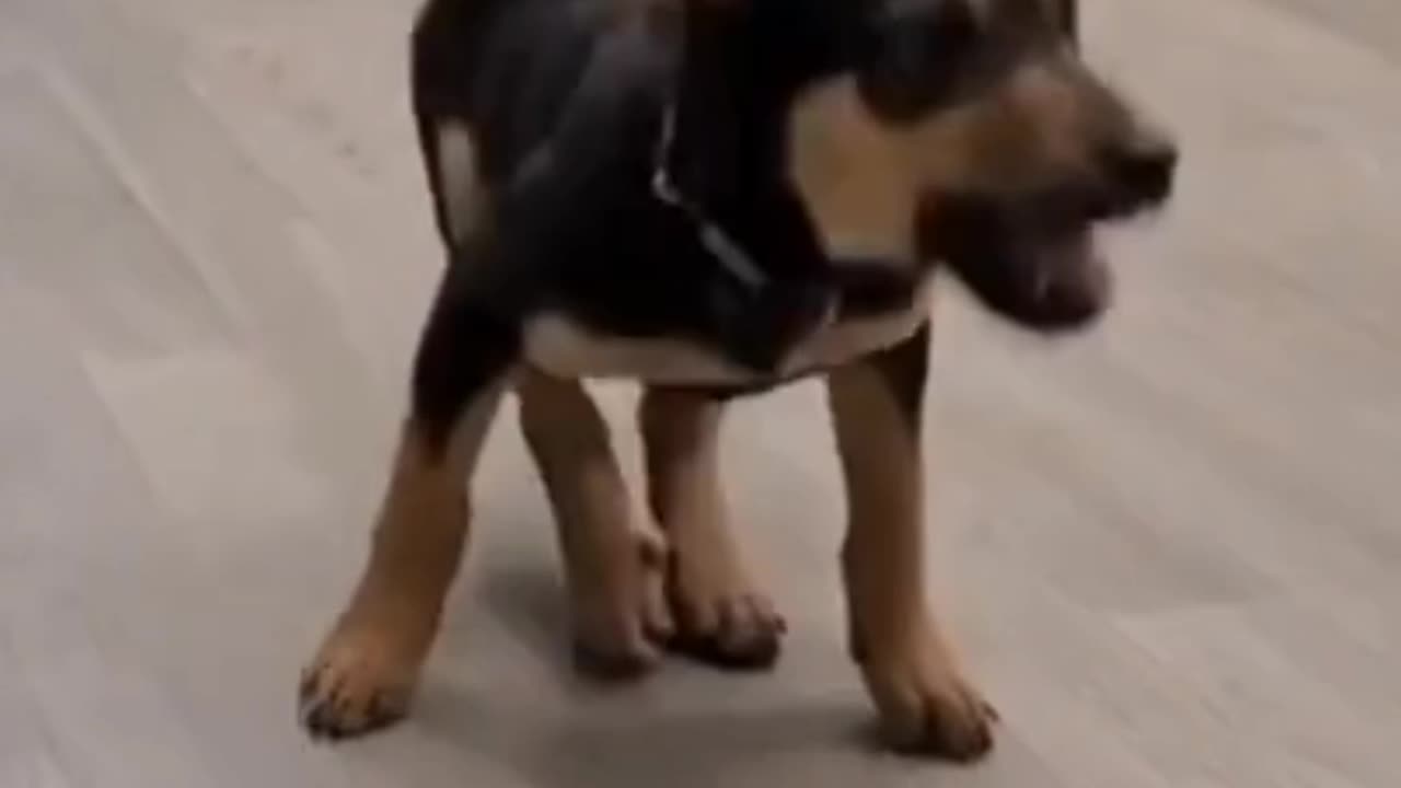 Watch this talented dancing Dog dancing with music