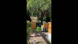 NEW BEEKEEPER SUMMER SWARM !