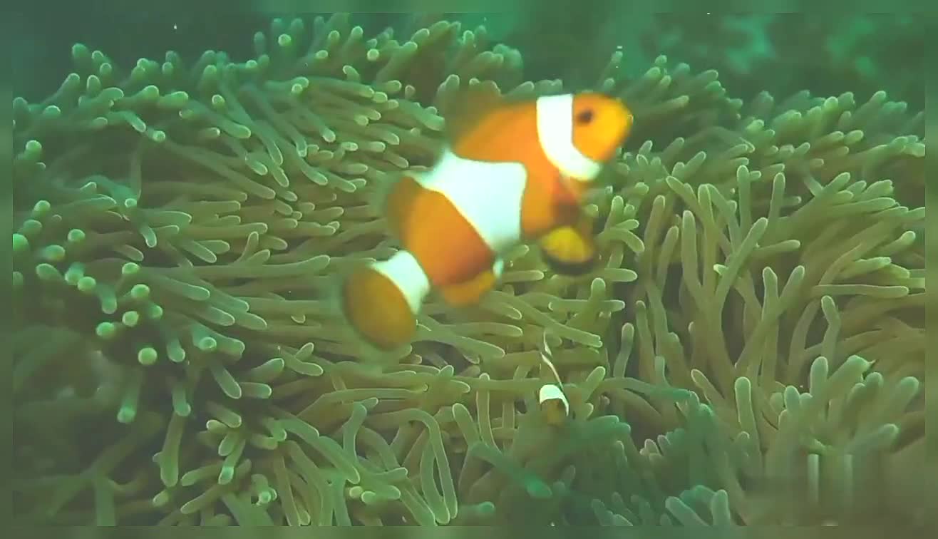 Clown Fish Swimming Inside The Corals Beautiful Clown Fish