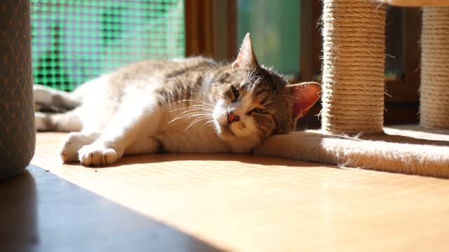 The awakening time of the beautiful cat
