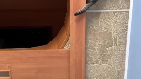 Funny cat j