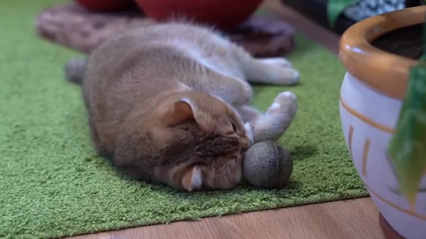 Catnip Ball!