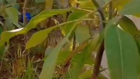 Cute and funny cat video.