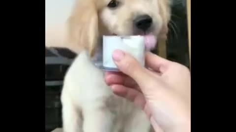 Cute Dog Videos That Are IMPOSSIBLE Not To Aww At