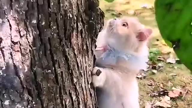 Let’s each pick a kitten