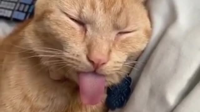 cute pet compilation #shorts