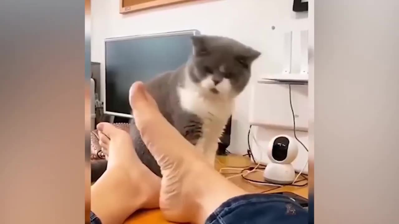 New Funny Animals Video 2023 | Funniest Cats and Dogs Videos | New Funny Video Of Cat And Dogs #186