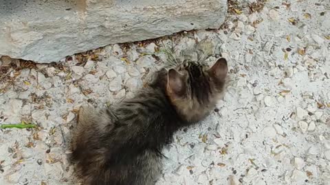 cute cats playing