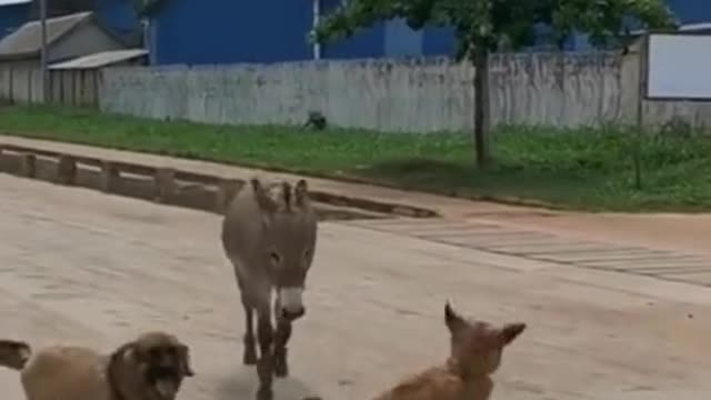 Funny Dog and donkey