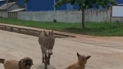 Funny Dog and donkey