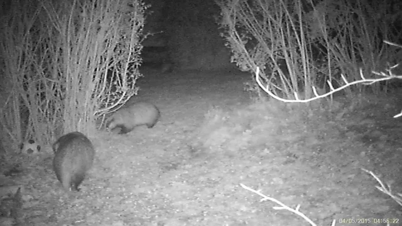 3 badgers Night Cam