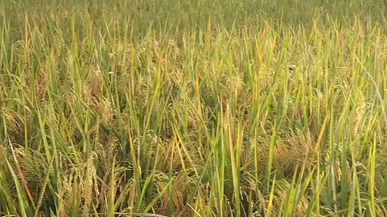 Rice plantation