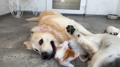 Kitten plays with Golden Retrievers