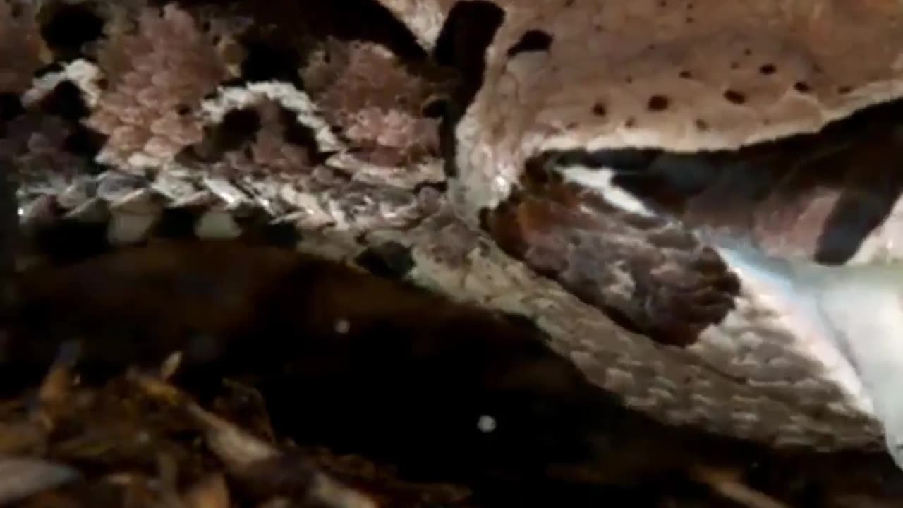 সাপের কামড়/Snake bites #snake #bites #snakebites #reels #instagram #viralreels #reelsfb #reelsviral
