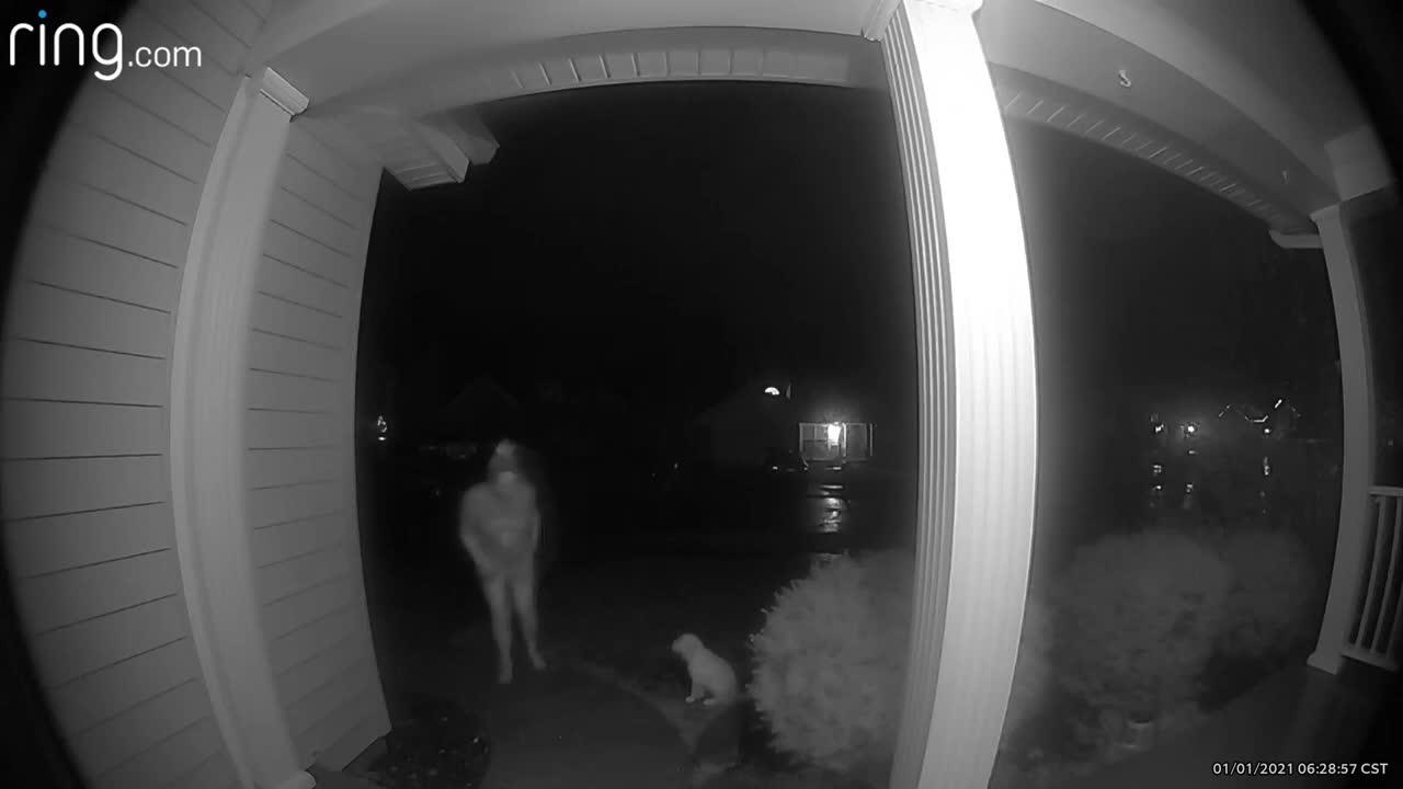 Lady Taking Her Dog Out Slipped and Fell Not Realizing the Concrete Had Iced